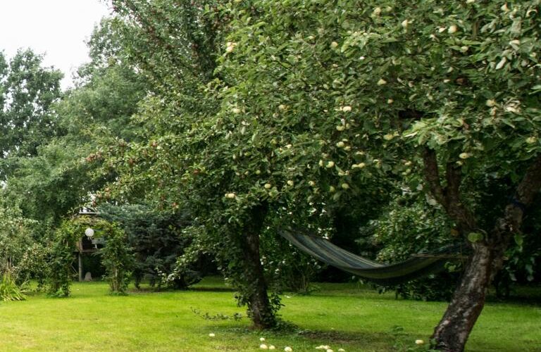 Obstbäume im Garten