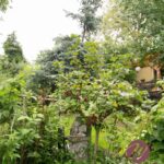 Johannisbeeren im Garten