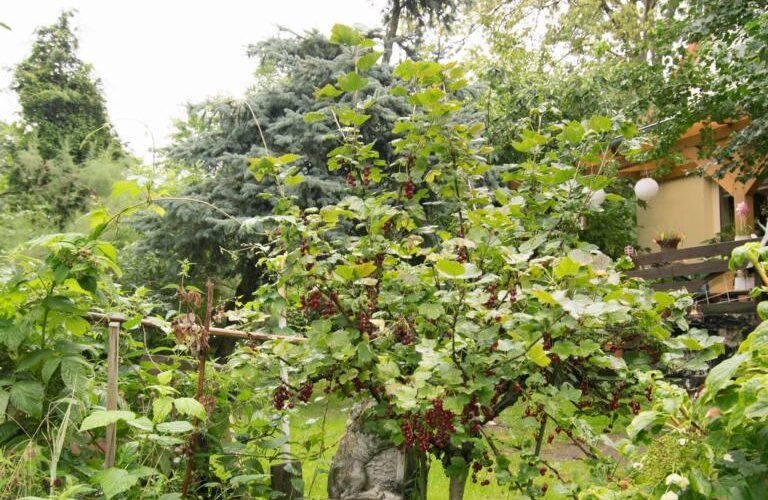 Johannisbeeren im Garten