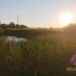 Sonnenuntergang am Teich