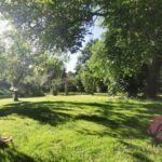Baumbestand im Garten